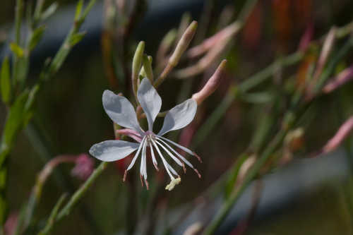 Oenothera simulans #30